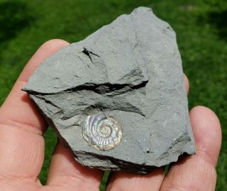 Iridescent Ammonite,  Psiloceras Planorbis,  Early Jurassic,  Somerset,  England