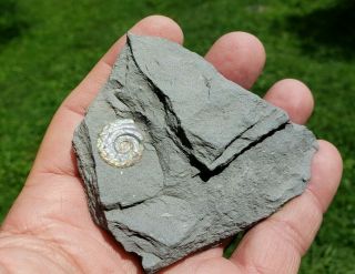 Iridescent Ammonite,  Psiloceras planorbis,  Early Jurassic,  Somerset,  England 2