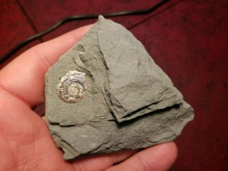Iridescent Ammonite,  Psiloceras planorbis,  Early Jurassic,  Somerset,  England 3