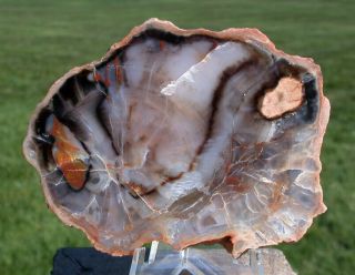 Sis: Gorgeous Blue - Gray 3 " Arizona Petrified Wood Round - The Other Blue Forest