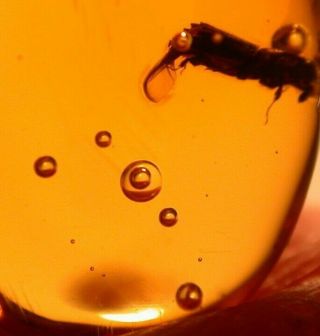 Ancient Water Bubble Enhydro,  Beetle In Authentic Dominican Amber Fossil Gem