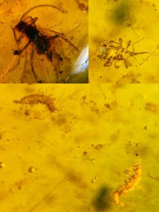 Neuroptera Larva&tick&fly Burmite Myanmar Burma Amber Insect Fossil Dinosaur Age