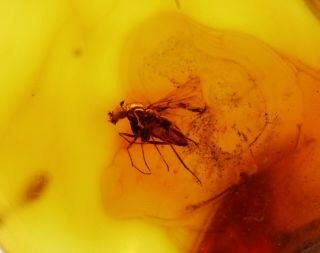 Baltic Amber With Fly Insect | Fossil Inclusion In,  Certified Amber