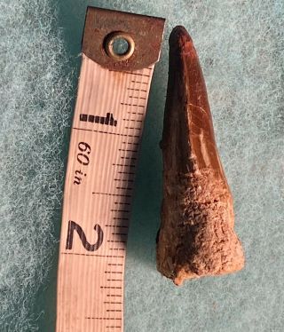Authentic 2”,  Quality Spinosaurus Tooth Dinosaur Teeth Cretaceous Age