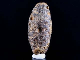 1.  7 " Fossil Pine Cone Equicalastrobus Replaced By Agate Eocene Age Seeds Fruit
