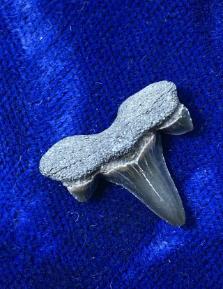 Paleocene Cretalamna Appendiculata Fossil Maryland Shark Tooth