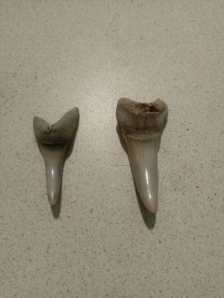 2 Huge Fossil Mako Lower Teeth From Bone Valley Florida Megalodon