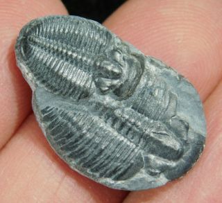 Two Natural Entwined 500 Million Year Old Elrathia Trilobite Fossils Utah 8.  48