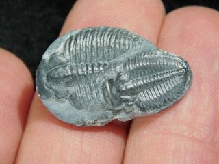 TWO Natural Entwined 500 Million Year Old Elrathia Trilobite Fossils Utah 8.  48 2