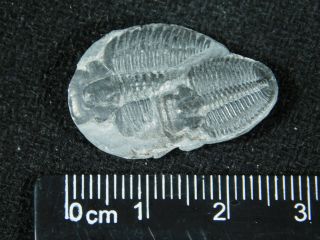TWO Natural Entwined 500 Million Year Old Elrathia Trilobite Fossils Utah 8.  48 3