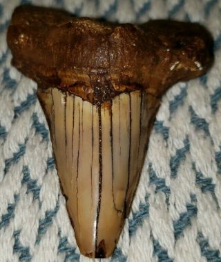2 1/8 " Brown Great White Shark Tooth Fossil No Restorations