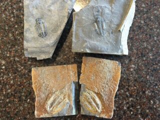 3 Large Trilobite Fossils.  One Has Mirror Imprint.  Utah.