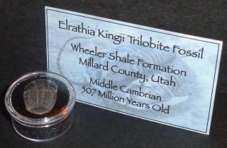 507 Million Year Old Trilobite (elrathia Kingii) Fossil In Display Case