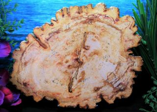 Large Petrified Wood Complete Round Slab W/bark Cranberry - Rust Copper Rings 9 "
