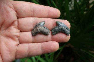 Tiger Shark Fossil Teeth (2) Southwest Florida