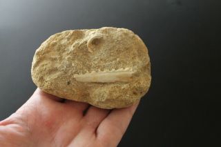 Fossil Fish Jaw And Vertebra Cretaceous Morocco Teeth