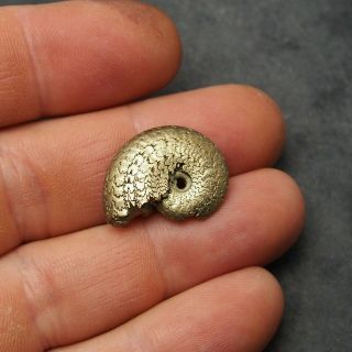24mm Pseudolioceras Ammonite Pyrite Mineral Fossil Fossilien Ammoniten Golden