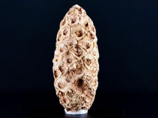 1.  6 " Fossil Pine Cone Equicalastrobus Replaced By Agate Eocene Age Seeds Fruit