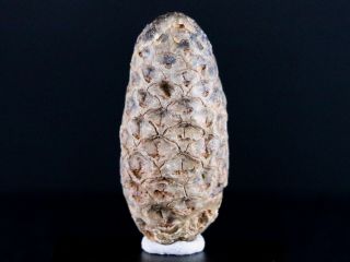 1.  5 " Fossil Pine Cone Equicalastrobus Replaced By Agate Eocene Age Seeds Fruit