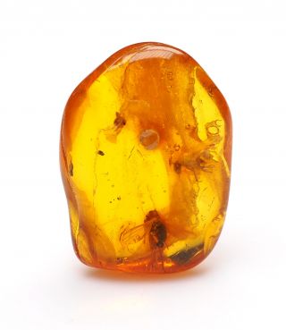 Baltic Amber With Fossil Insect Inclusion,  Three Brachycera (flies)