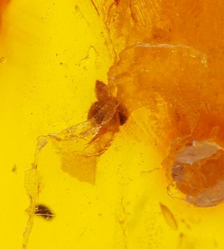 Baltic Amber with Fossil Insect Inclusion,  Three Brachycera (flies) 2