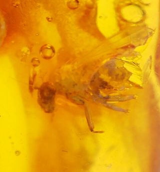 Baltic Amber with Fossil Insect Inclusion,  Three Brachycera (flies) 3