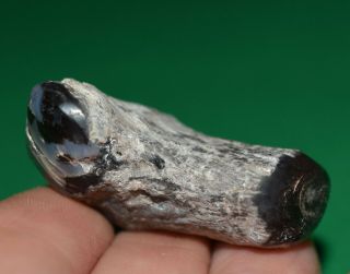 Petrified Opalized Wood Fossilized Limb Casting Hand Dug Virgin Valley,  Nevada