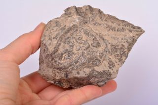 Scottish Stromatolite Fossil Algae Rough Specimen Scotland Rock Dbdl483