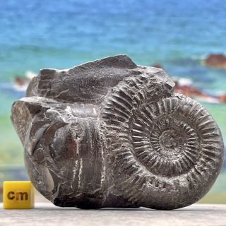 Fossilised Dactylioceras Commune Ammonite Fossil Uk Jurassic Fse432 ✔100