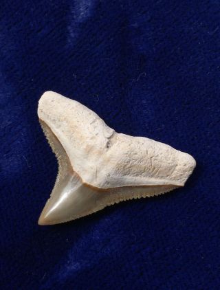 Colorful Bone Valley Carcharhinus Leucas Fossil Bull Shark Tooth Florida