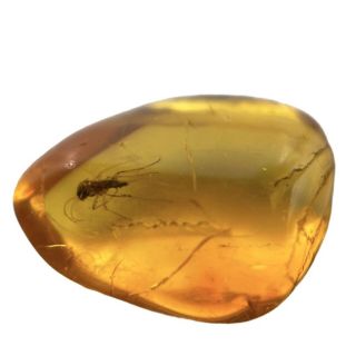 Baltic Amber With Fossil Insect Inclusion Fse378 ✔100 Genuine✔ukseller