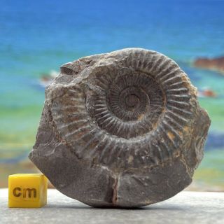 Ammonite Dactylioceras Commune Fossil Uk Jurassic Fse430✔100