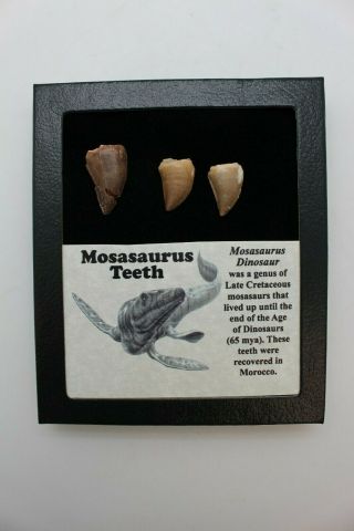 Ancient Mosasaurus Teeth - 65 Mya - Set Of 3 - Mt18a