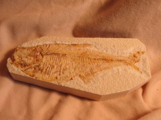 Millions Of Years Old Fish Fossil For Display A4635 - 36