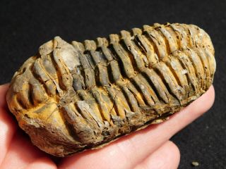 A Big Devonian Era Flexicalymene Sp.  Trilobite Fossil From Morocco 156gr