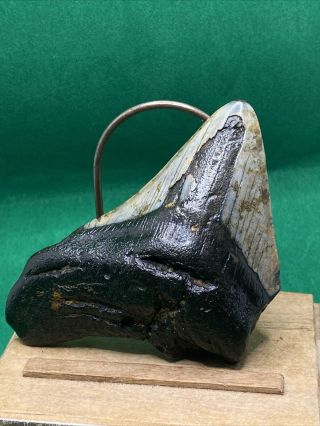 978 3.  40”.  Megalodon Shark Tooth Fossil 100 Authentic.
