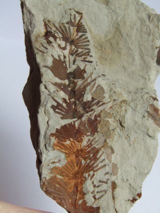 Top - Plate With Rare Fern.  Asterophyllites & Neuropteris.  Nºccw4