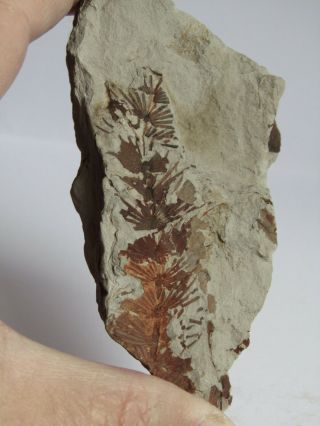 TOP - PLATE WITH RARE FERN.  Asterophyllites & Neuropteris.  NºCCW4 2