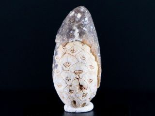 1.  4 " Fossil Pine Cone Equicalastrobus Replaced By Agate Eocene Age Seeds Fruit