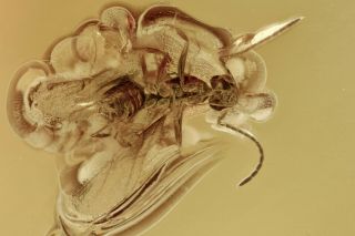 Winged Ant Formicidae Fossil Inclusion Baltic Amber 200820 - 89,  Img