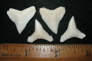 Fossil Comparative Specimen Shark Tooth Recent Carcharhinus Longimanus Large X2