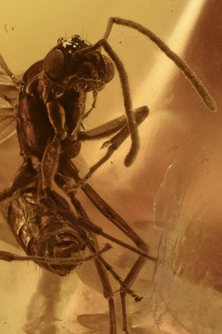 Winged Ant Formicidae Fossil Inclusion Baltic Amber 210202 - 87,  Img
