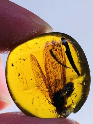 1.  7g Unknown Big Fly Burmite Myanmar Burmese Amber Insect Fossil Dinosaur Age