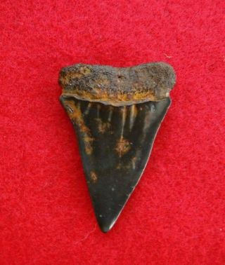 Megalodon Sharks Tooth 1 3/4 inch KURE BEACH NC fossil sharks teeth tooth 2