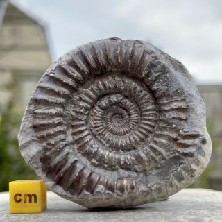 Fossilised Dactylioceras Commune Ammonite Fossil Uk Jurassic Fse431 ✔100