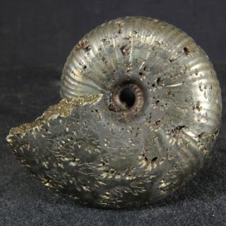 4.  6cm/1.  8in 25g Pyritized Ammonite Funiferites Jurassic Callovian Russian Fossil