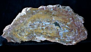 Agate Limb Cast From Cerrillos Nm Polished Petrified Wood