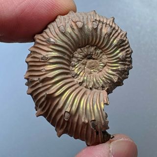 3,  7 Cm (1,  5 In) Ammonite Kosmoceras Pyrite Jurassic Russia Fossil Ammonit