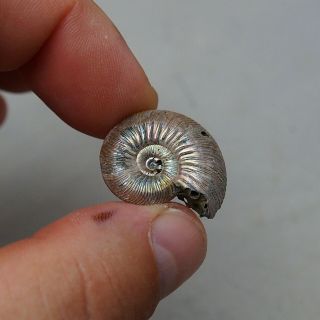 26mm Quenstedtoceras Pyrite Ammonite Fossils Fossilien Russia pendant 2
