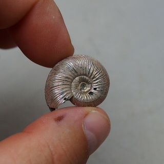 26mm Quenstedtoceras Pyrite Ammonite Fossils Fossilien Russia pendant 3